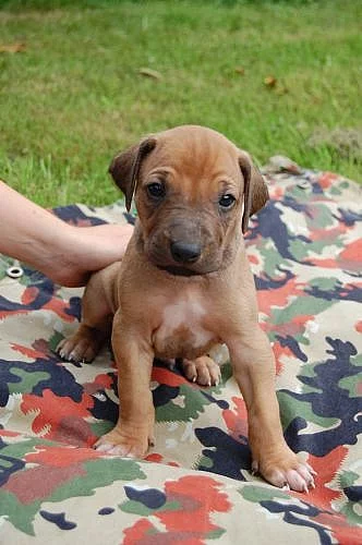 Štěně rhodéského ridgebacka bez PP
