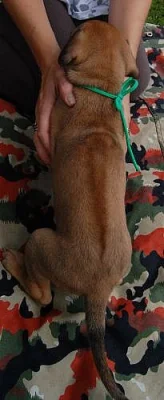 Štěně rhodéského ridgebacka bez PP