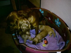 Prodám štěňata zlatého anglického kokršpaněla