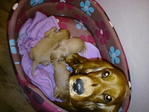 Prodám štěňata zlatého anglického kokršpaněla