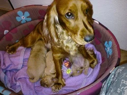 Prodám štěňata zlatého anglického kokršpaněla