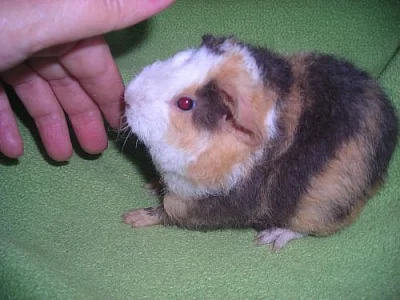 US Teddy morčátka