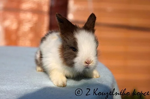 Luxusní teddy králíčci s výbavičkou a rodokmenem