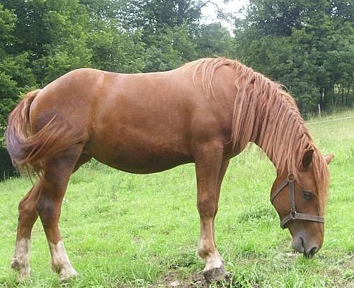 Kobylka