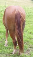 Kobylka