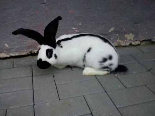 Německý obrovitý strakáč