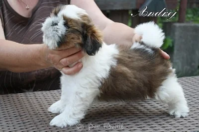 Prodám nádherná štěńata shih-tzu