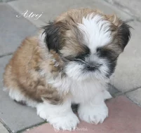 Prodám nádherná štěńata shih-tzu