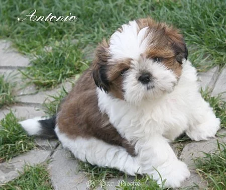 Prodám nádherná štěńata shih-tzu