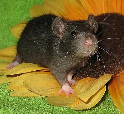 Vymazlená potkaní miminka - potkan - odběr ihned