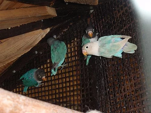 agapornis skraboskovy