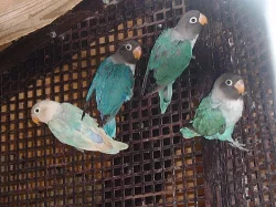 agapornis skraboskovy