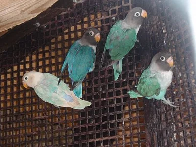 agapornis skraboskovy 