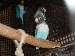 agapornis skraboskovy