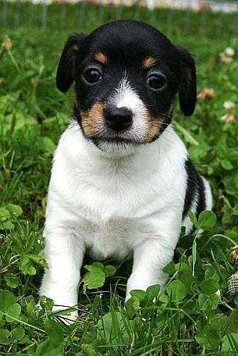 Úžasná štěňátka Jack Russell