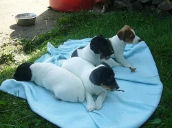Úžasná štěňátka Jack Russell
