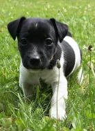 Úžasná štěňátka Jack Russell