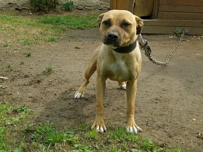 Americký Pitbulteriér