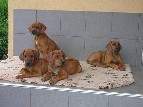 Rhodesian Ridgeback