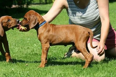 Rhodesian Ridgeback