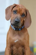 Rhodesian Ridgeback