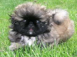 Nádherná štěňátka pekinézů