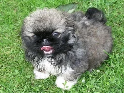 Nádherná štěňátka pekinézů
