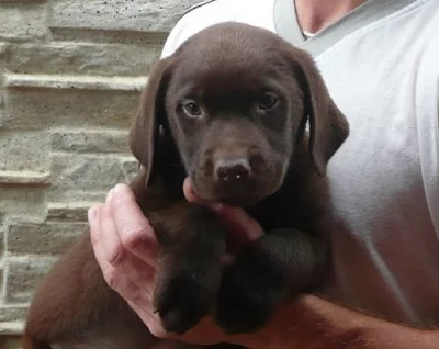 prodáme štěňátka labradorského retrívra