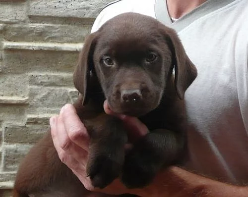 prodáme štěňátka labradorského retrívra