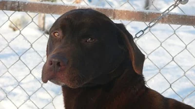 prodáme čokoládového psa labradora