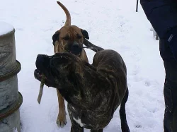 Krytí cane corso