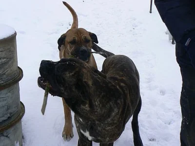 Krytí cane corso