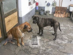 Krytí cane corso