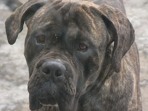 Krytí cane corso