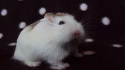 Křečíci džungarští