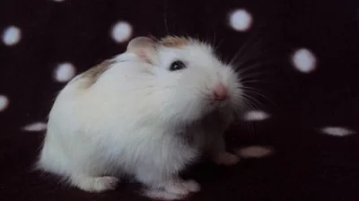 Křečíci džungarští