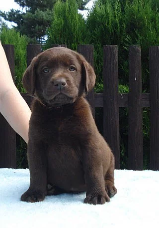 Labradorský retriever s PP