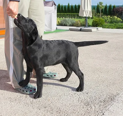 Ponúkam na predaj šteniatka Labradora s PP