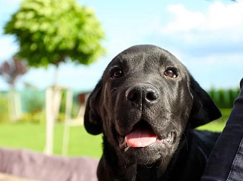 Ponúkam na predaj šteniatka Labradora s PP
