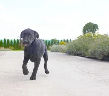 Ponúkam na predaj šteniatka Labradora s PP