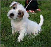 Jack russell terier