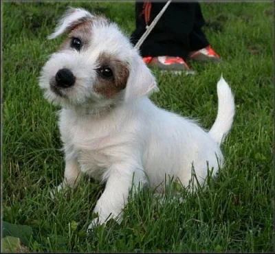 Jack russell terier
