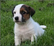 Jack russell terier