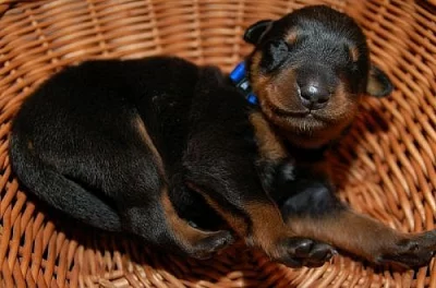 Beauceron štěňata