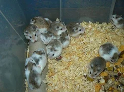 křečík roborovského - bílá,strakatá,aguti,krémová 