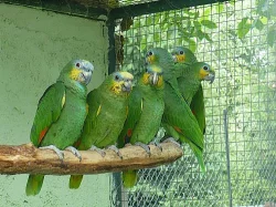 Ručně dokrmení papoušci