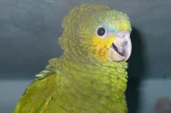 Ručně dokrmení papoušci