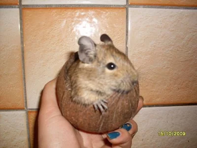 výměna Osmáka degu