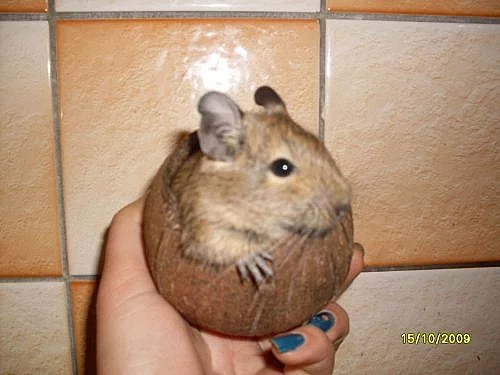 výměna Osmáka degu