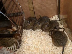 výměna Osmáka degu